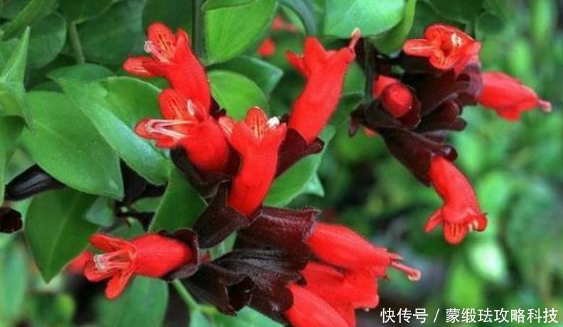 懒人@懒人就养“4种花”,给点阳光就灿烂,花开一茬接一茬!