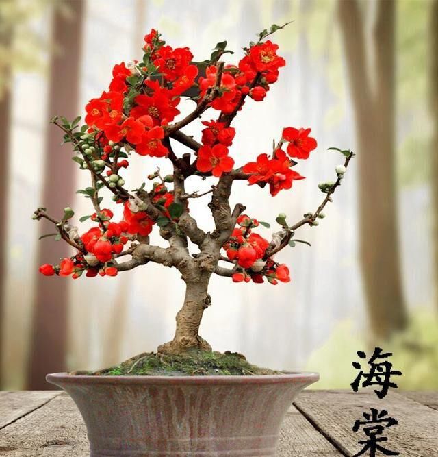 家里:春天就养此花,耐寒抗热易爆盆,放在家里吸废气,呵护家人健康