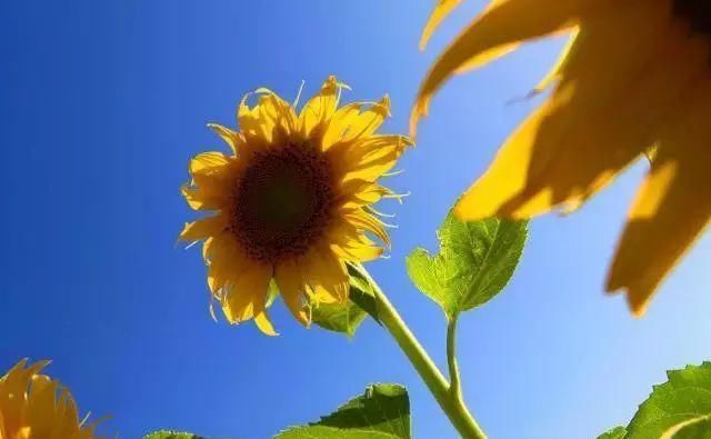 黄金九月楼观的花海开啦！赏花海、品花宴，全都不能错过！