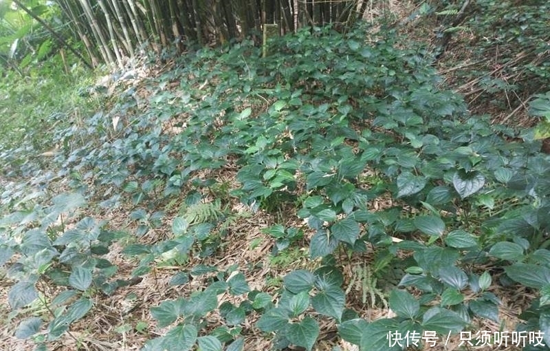 农村竹林里一种神奇野草，嚼2片叶子能治牙疼，炒田螺更是一绝