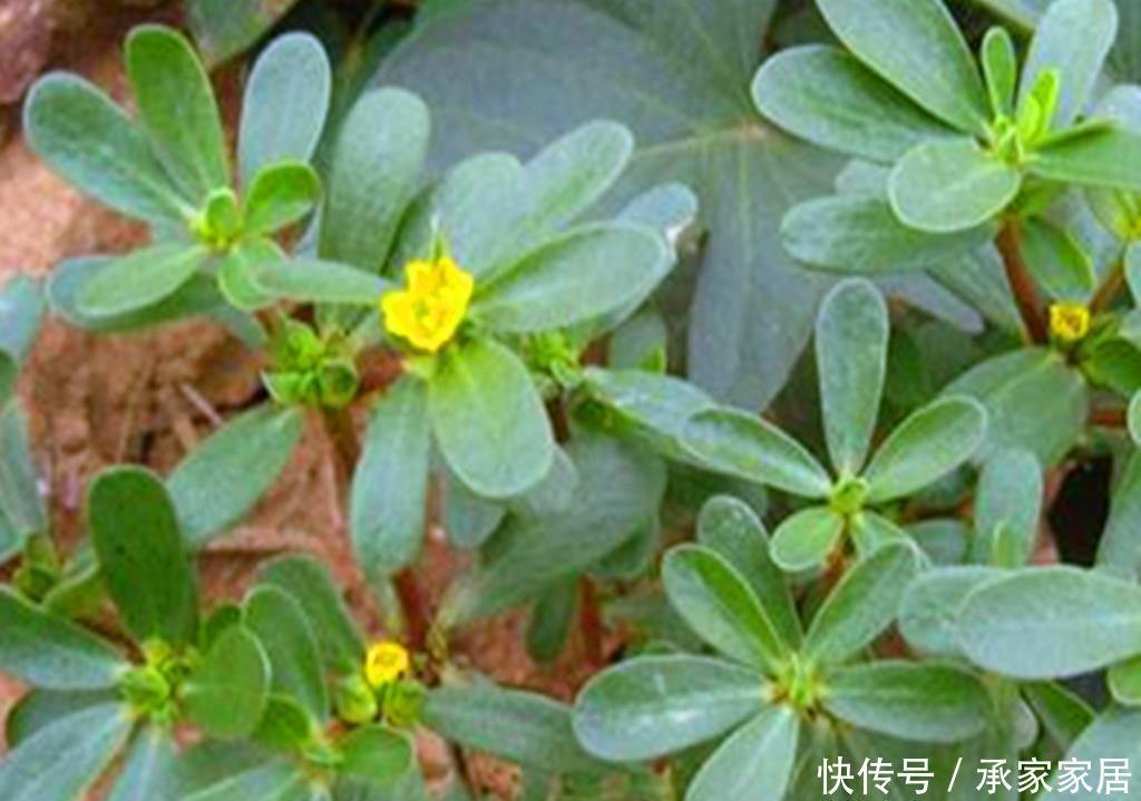  『路边』一种乡村路边常见的野菜，抗菌还能预防虫子叮咬，阳台也可盆栽