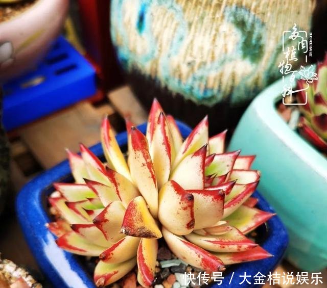  [黄皮乌木]养肉养花要用心，用心呵护，还你精彩每一天！