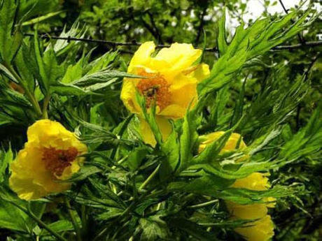 中国最高的秘境，外国人禁止入内，国人需持特殊证件进入