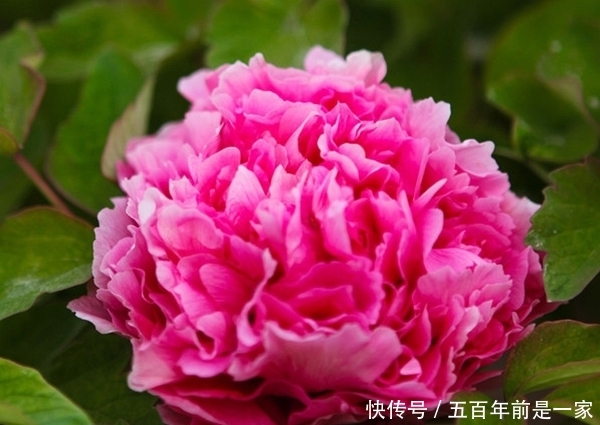  『盛开』2020年姻缘袭来，桃花盛开，命里犯桃花的4大生肖！