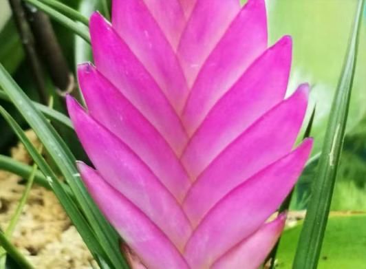  [新奇]铁兰开花了，紫色花朵太新奇，老妈非说是塑料假花！