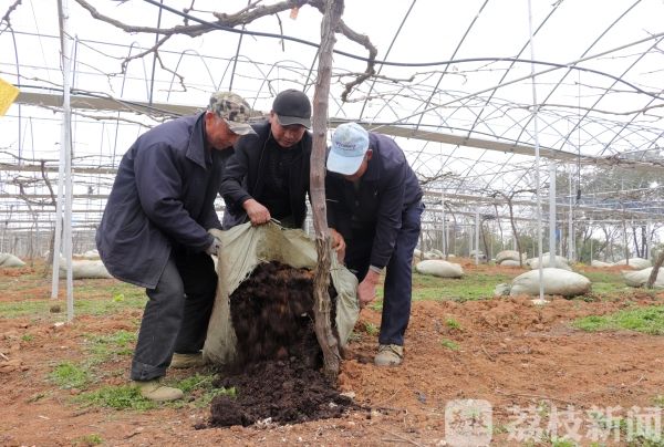 老农3年铺了180吨“宝贝”在葡萄园 没想到发生了这样的改变