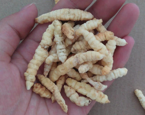 农村这种野草真稀罕，看起来像薄荷，但一挖下面还藏着“冬虫草”