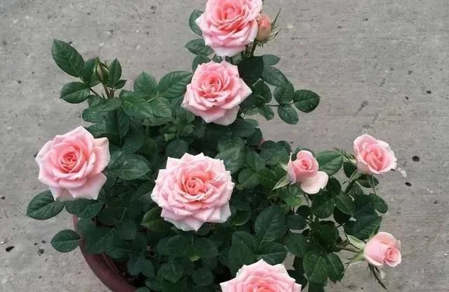  「植物」三月初，这“四朵花”任意养长，枝叶绿，花开，一年到头都在开花