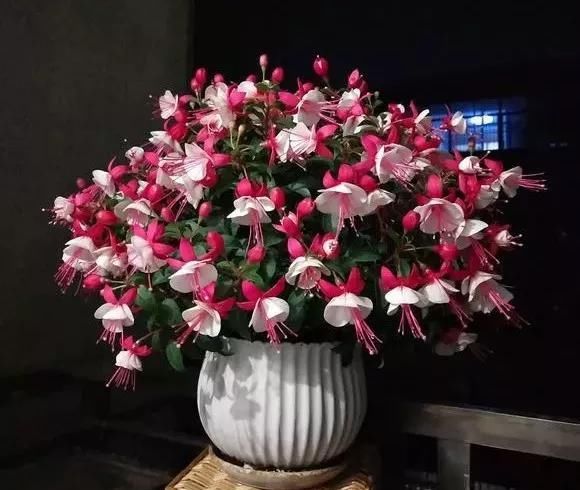  枝条@还在养绿萝?2种花枝插水里,10天长根,开花上百朵,美翻了!
