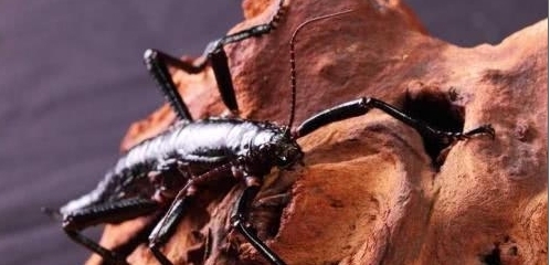 一座酷似金字塔的岛屿,发现灭绝已久的“树龙虾”,起死回生！