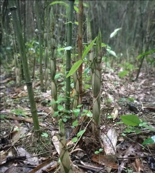  【植物】深山林里的小溪边，长着一种肉嘟嘟的植物，你吃过吗？