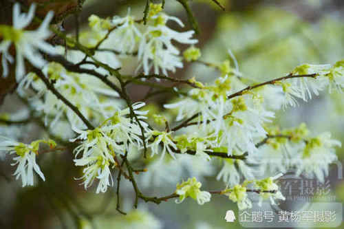  【清新】赣南山间美丽盛开的檵木花，农村人熟悉清新的花朵