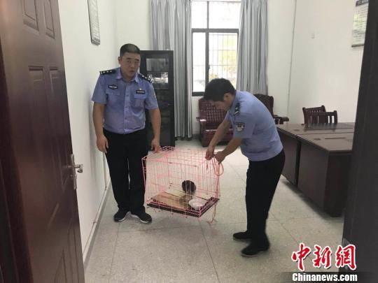 “世界最神秘的鸟”海南虎斑鳽现身江西