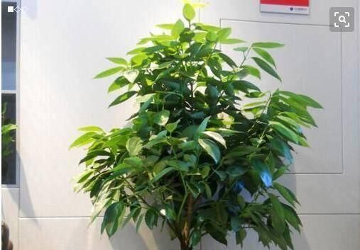  萄糖会@给花卉植物浇水的时候，误加入了葡萄糖，叶子焉了，怎么办？