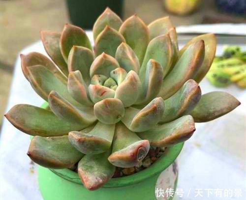 土壤|开春换土少了这一步,根系受损更严重,还不如不换