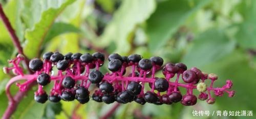 农村娃曾把它当玩具,现在农民称它“土人参”,城里每斤将近7元！