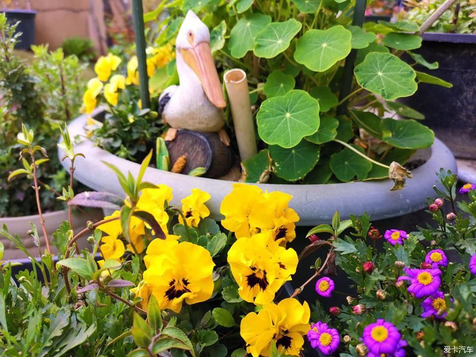  春天@我家的花花草草第十三季-鼠年春天花开满园