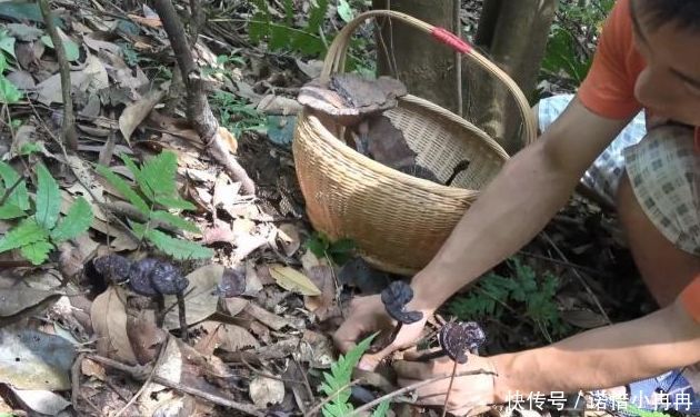 1000多1斤的野山货，兄弟俩去大山里摘了1天，摘到好几斤