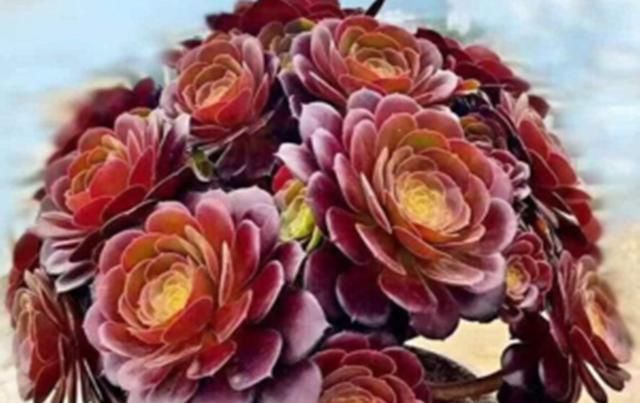  法师：教大家将法师多肉养成手捧花,方法简单学一遍就会