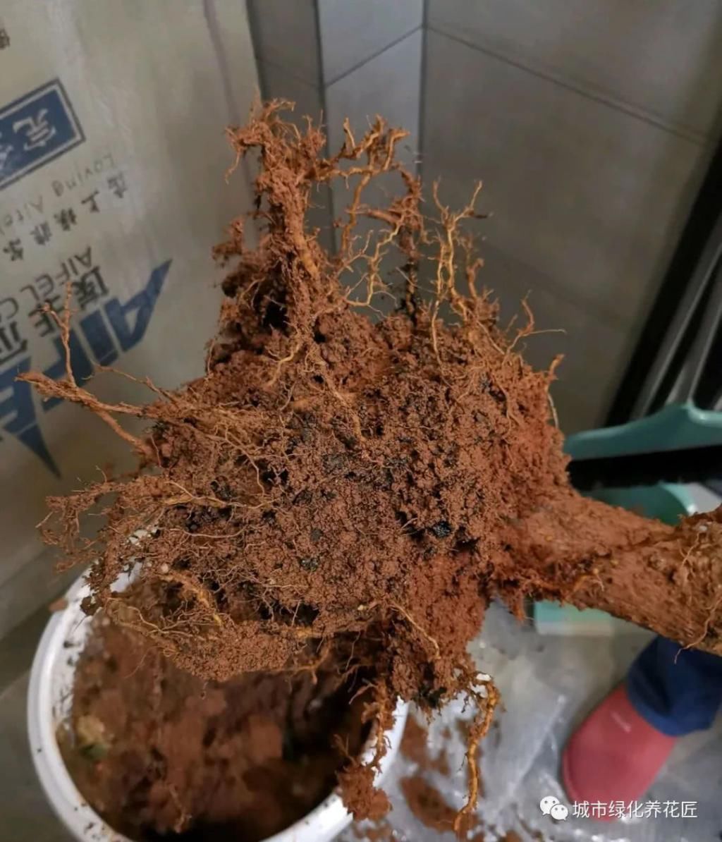  「黄泥土」买回来的三角梅一直哗啦啦掉叶？新手上当了，自带泥球是祸端