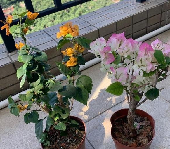 『家里』此款植物又叫贺春红,花开不见叶子,盆栽养殖做到4点就够了