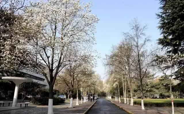 阳春三月,群芳争艳!来看西安这些“花花世界”的最佳踏春赏花指南