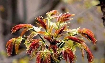  [采摘一些]新鲜香椿怎么保存？农村大妈教我的绝招，这样做，存放半年不会坏