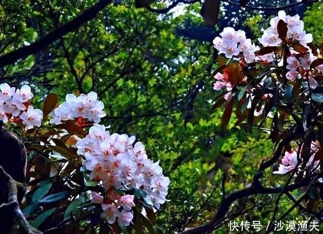 绚丽多彩■猴头杜鹃花~枝繁叶茂,绚丽多彩