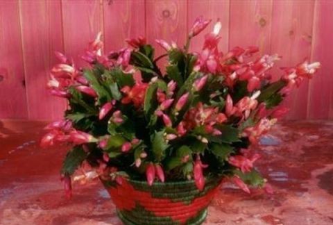 这几种花卉适合在家中盆栽养殖，开花艳丽好养殖