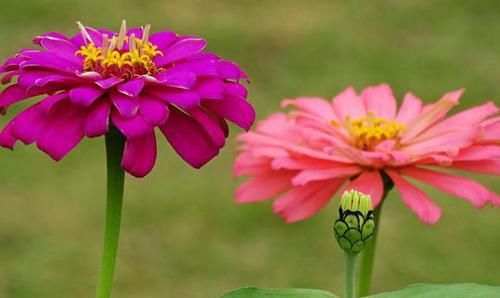  『次次』百日菊开花少？记住“3个”要领，次次开花“爆盆”，一开就100天