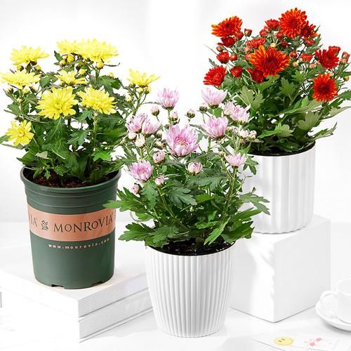  「玫瑰花盆栽」春天家里怎能没有一些好看的花花？这些花花放阳台特好看，超喜欢