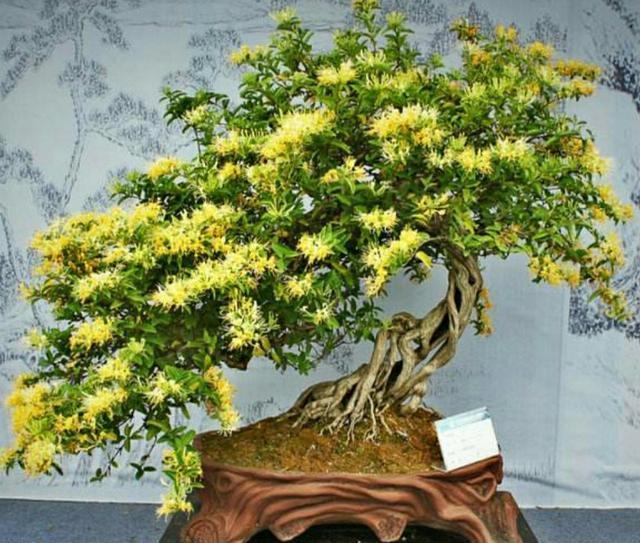 枝条:金银花盆景要怎样修剪,才能更显苍劲古朴、自然优美!