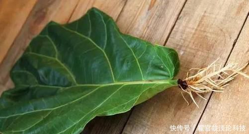 「发芽」新手养花选它,掉落的叶子都能生根发芽,1盆一年能变10盆!