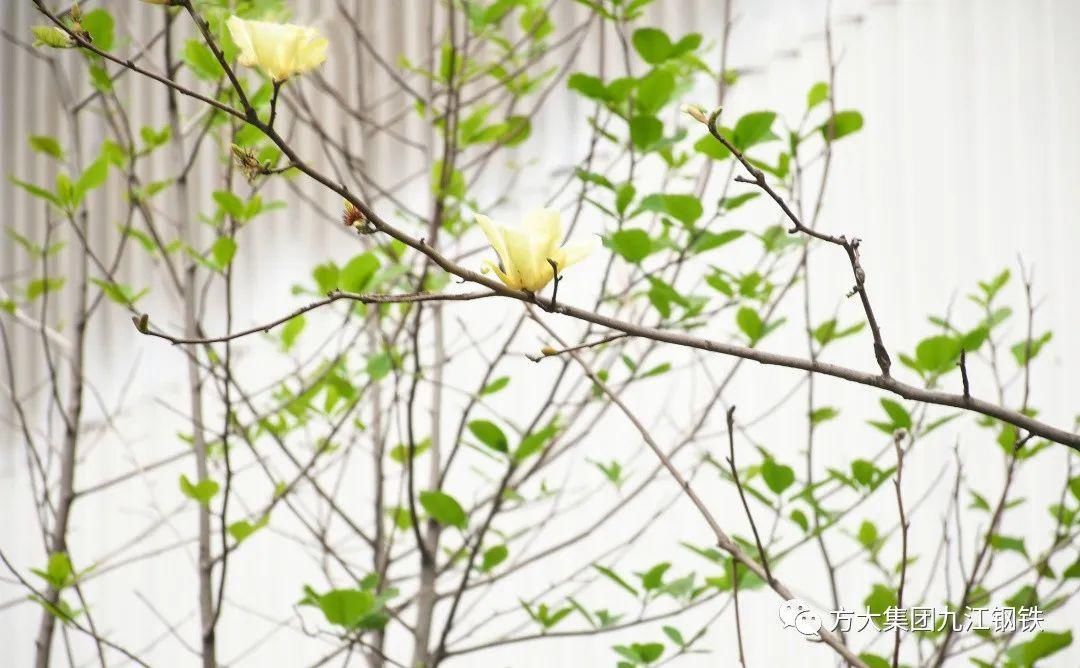  [樱花]美！湖口这里居然有十里樱花，你知道在哪吗？