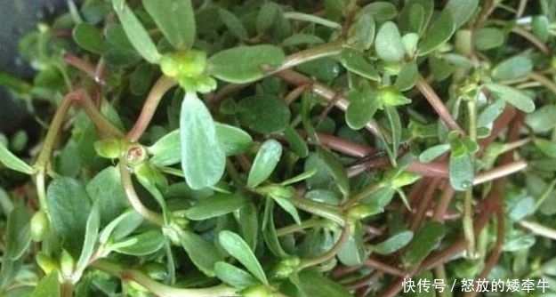  『蔬菜』农村4种“野菜”，以前没人爱，如今成高档蔬菜，想吃得花钱买