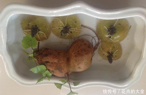  #水培的土豆#吃不完的土豆发芽了？水培4步操作到位，既能观赏又有趣