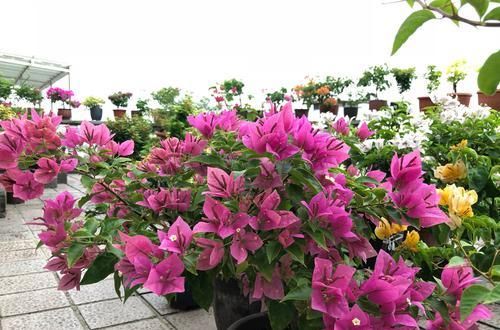  「三角梅」爱三角梅的花友们，哪些品种勤开花，哪些品种开花懒