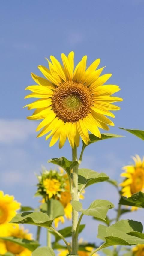  喜欢吃瓜子@爱吃瓜子的花友，现在一定记得种棵向日葵，选品种是重点！