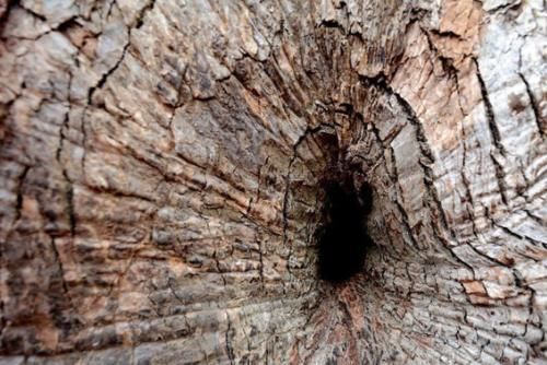  唯一：千年树洞内竟藏着一尊佛像，唯一一棵“树抱佛”，形成原