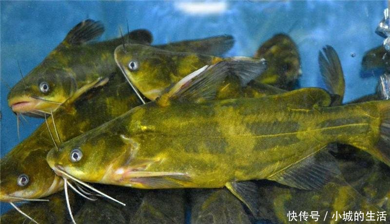  中国|原产美国，该鱼在四川被充当为黄辣丁出售，如今泛滥在中国