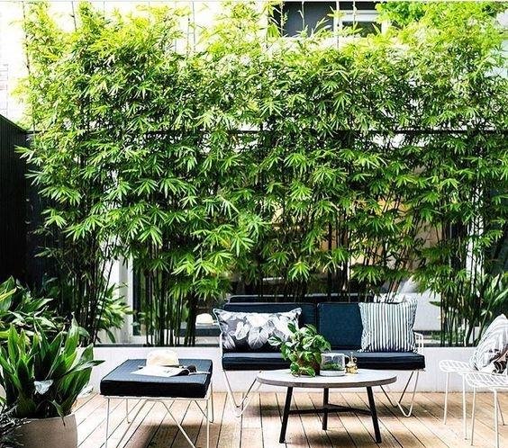 庭院竹子50张图告诉你，花园里种竹子有多高大上，气质瞬间提升