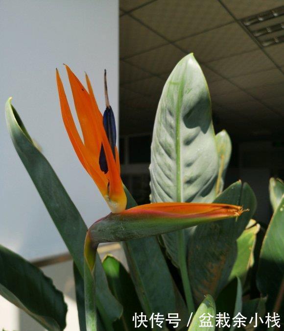  「家里」北欧四兄弟，4种阔叶植物，养在家里能加湿，夏季不用怕燥热