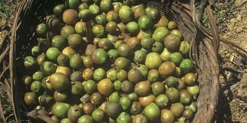  油茶籽油■农村这种树结果20斤，含油量达到59％，用它榨出的油60一斤