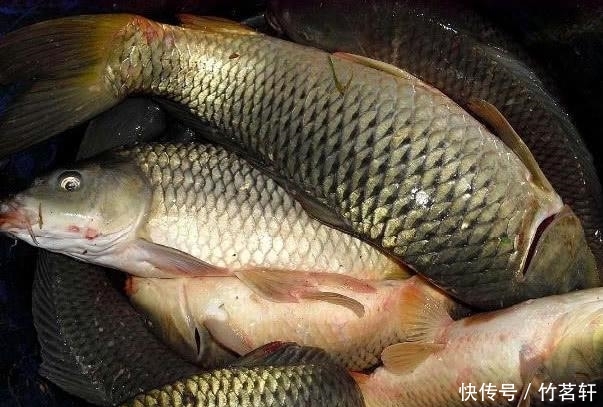  油菜籽■农村不稀罕的“它”，渔具店里卖5元一斤，钓鱼打窝特别好用