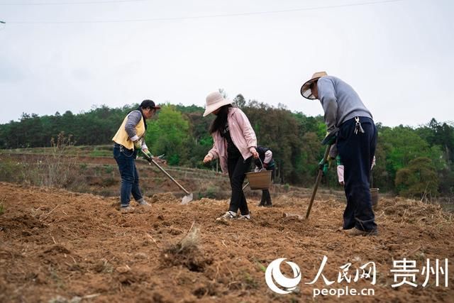  「扶贫」贵州威宁：扶贫蔬菜基地播种“希望”易地搬迁户收获安康