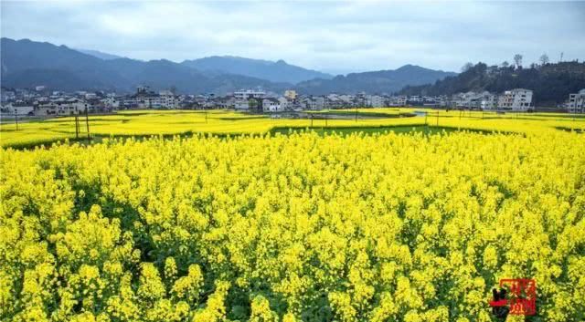  油菜花：一不小心，贵州黄平把春天打翻了