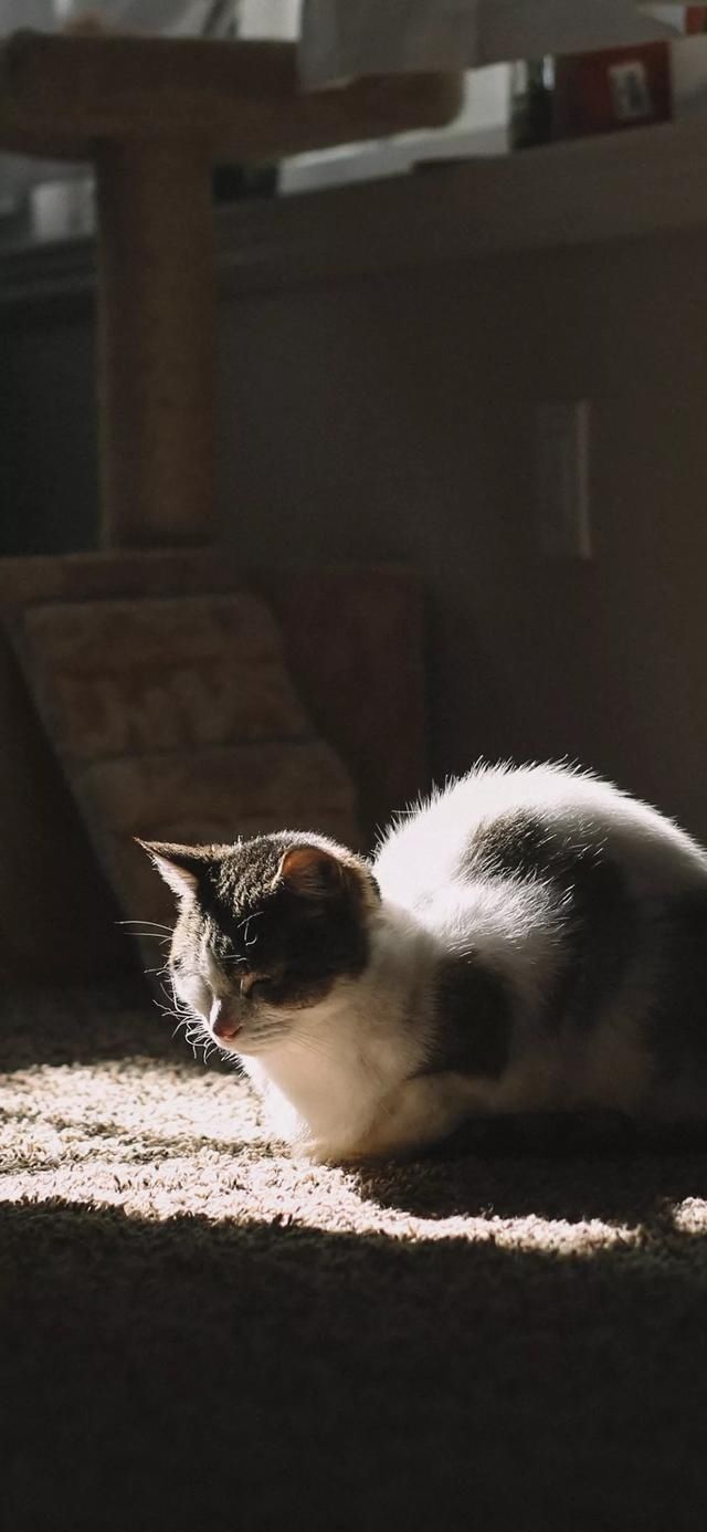  『星球』80张超可爱的猫咪壁纸丨我来自喵星球，来地球只是为了遇见你