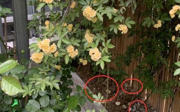 『木香花』不要为了赏花和做美味的食物而把桂花种在花盆里。