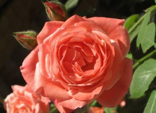 『浪漫宝贝』新手养花推荐,此四款花朵超好养,开花绚丽,枝繁叶茂开花香喷喷