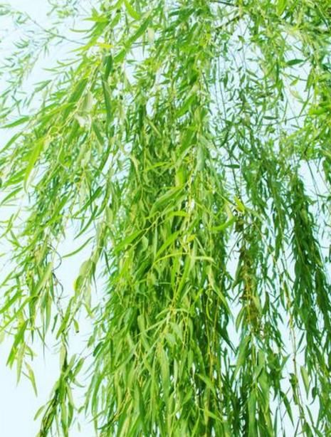 『路边』乡间趣事!路边捡的“3种废料”,转身就成“养花宝”,养花再也不怕烂根了